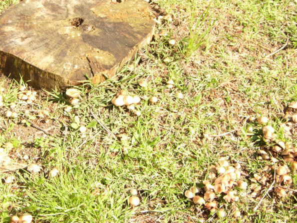 Funghi dell''ambulatorio